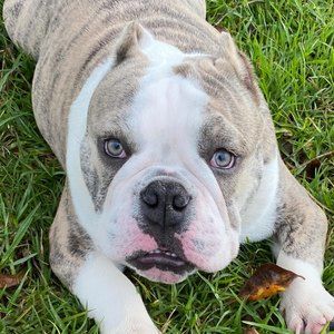 Meet your Posher, Henry